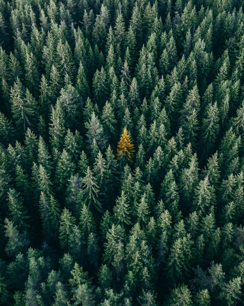 Aerial view of dense green conifer forest with a single golden tree in the center wallpaper background
