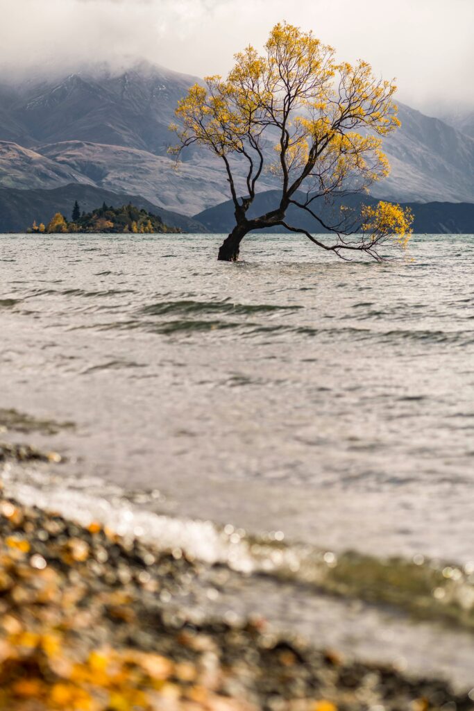 Solitary tree with golden leaves in serene lake misty mountains calm fog rippling water wallpaper