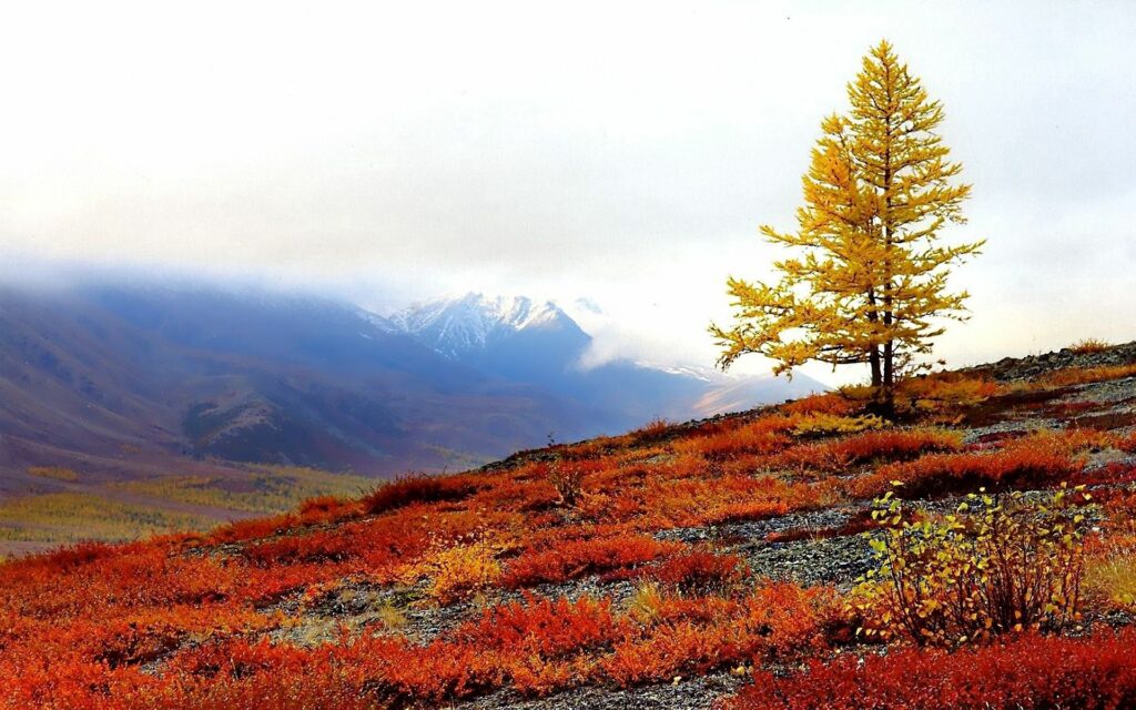 Golden tree on autumn slope with red foliage misty mountains peaceful nature wallpaper