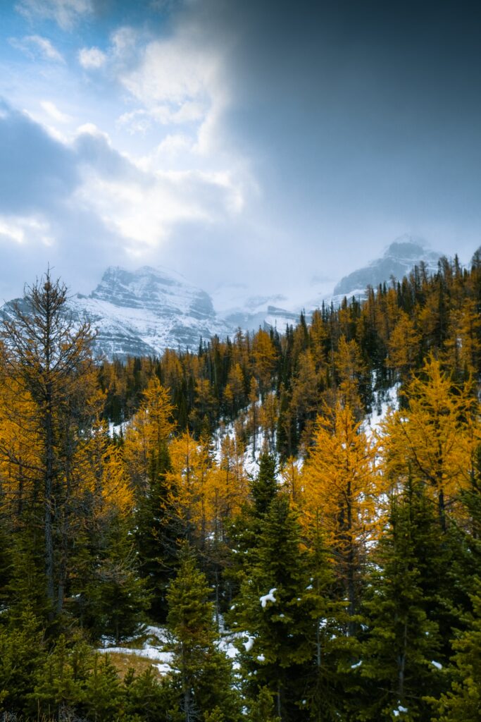 Snowy forest with golden trees and misty mountains under dramatic cloudy sky wallpaper background