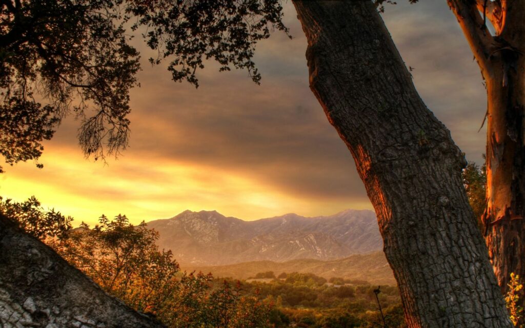 Tall tree trunks framing mountain range at twilight with warm golden sky and soft fading light Wallpaper