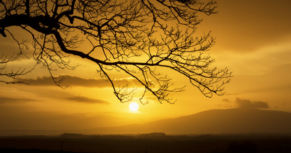 Silhouette of tree branches against golden orange twilight sky with sun setting over hills wallpaper