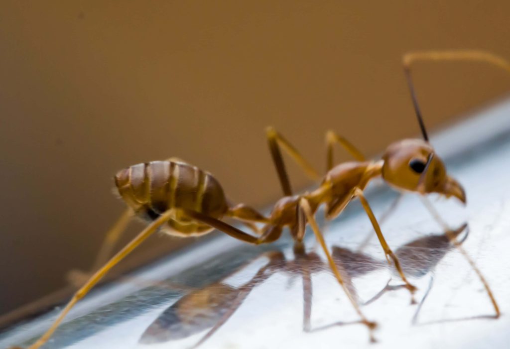 Macro shot of a golden weaver ant on reflective surface showing detailed anatomy and antennae Wallpaper