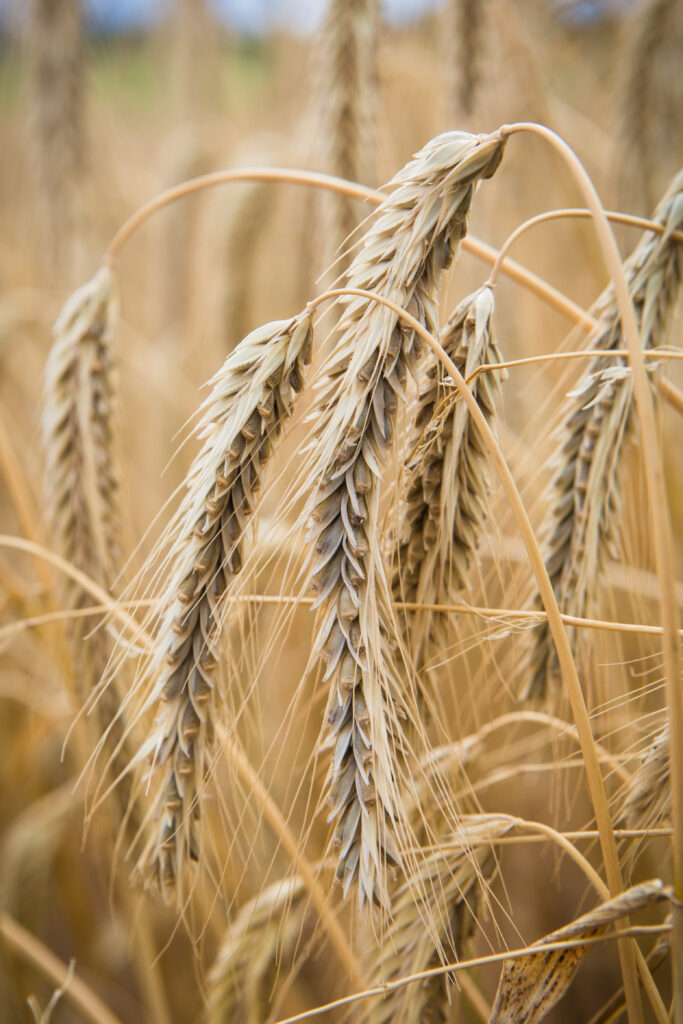 Stunning Macro Close-Up of Golden Wheat Ears Wallpaper Background