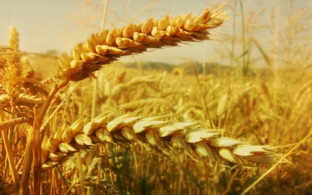 Close-up of golden wheat ears in sunlit field with textured grains and soft blurred background Wallpaper