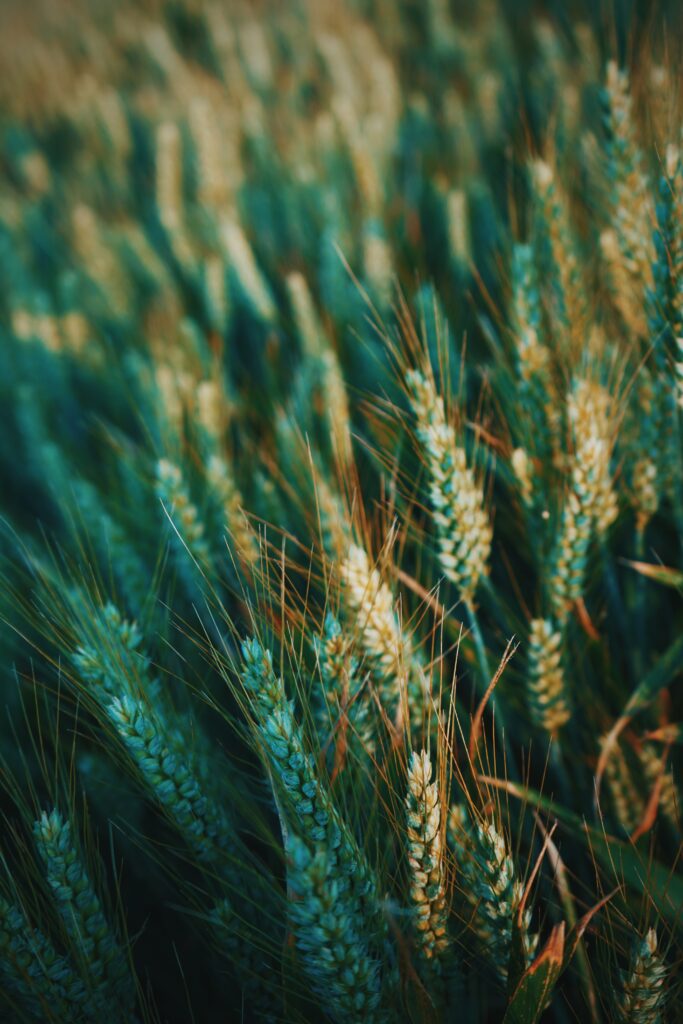 Close-up of golden wheat ears in sunlit field with vibrant green and yellow hues wallpaper