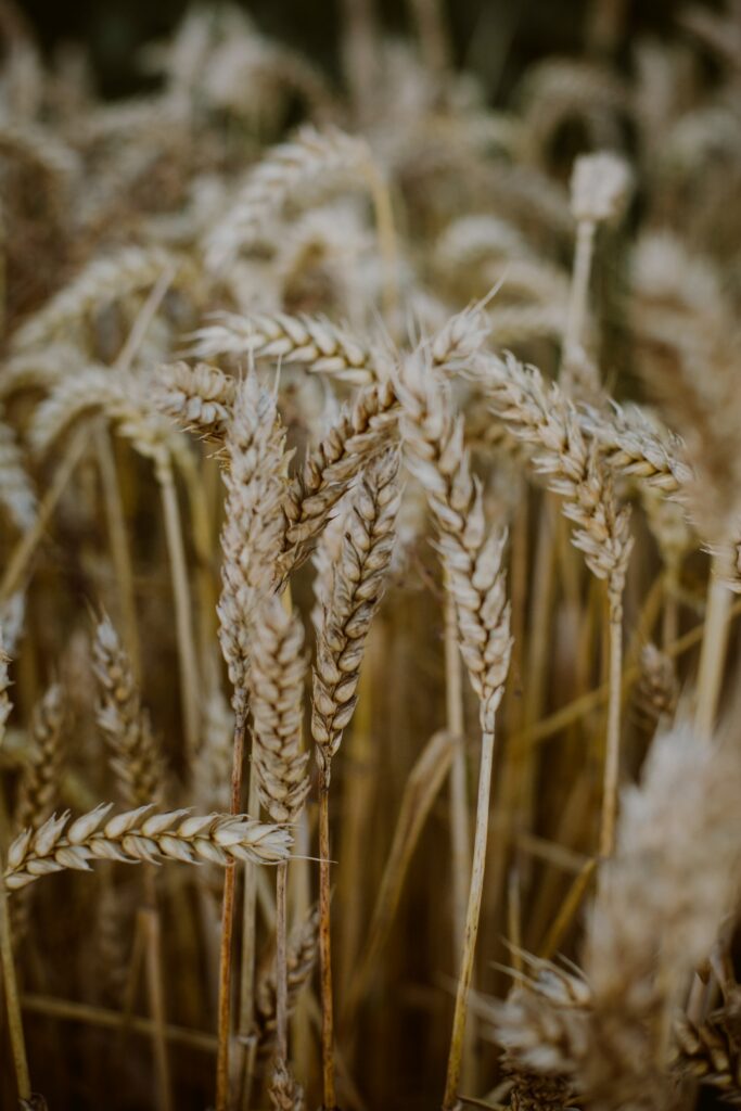 Close-up of golden wheat ears in dry field showcasing detailed textures and warm hues wallpaper