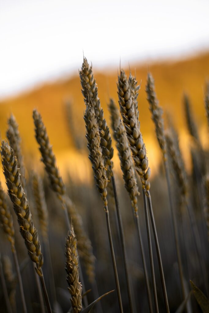 Macro closeup of golden wheat ears in sunlit grassy field with warm earthy tones wallpaper