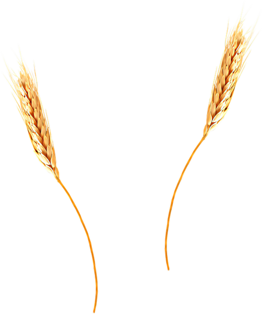 Golden Wheat Ears Wallpaper - Ideal for Design Projects & Artwork