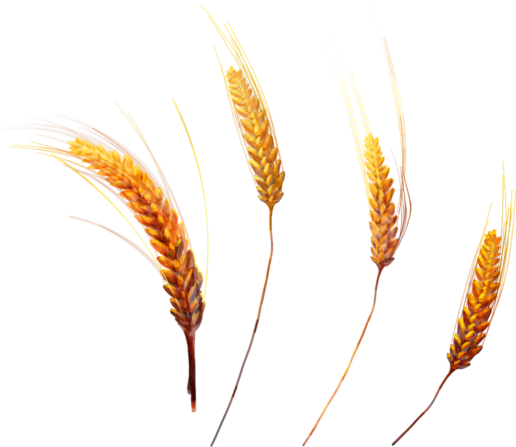 Stunning Golden Wheat Ears Wallpaper for Nature-Themed Designs