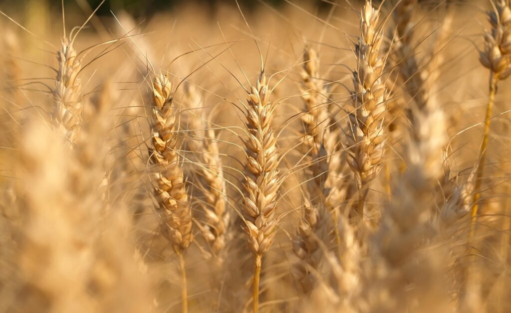 Golden Wheat Ears Close-Up: Serene Sunlit Field Wallpaper Background