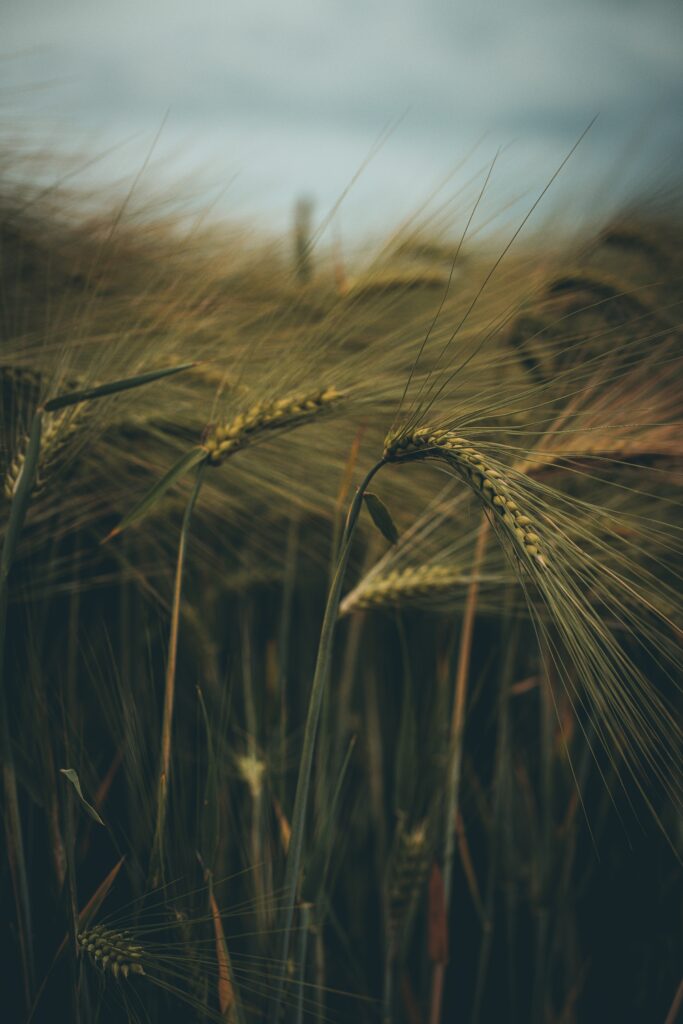 Close-up of golden wheat ears swaying in a sunlit field with detailed grass textures background Wallpaper