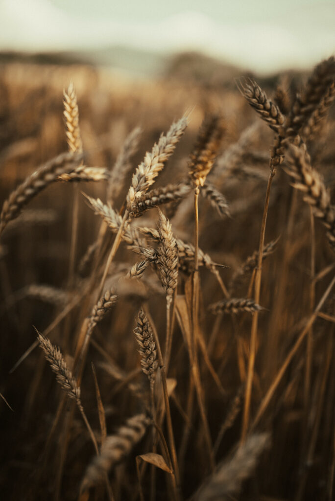 Close up of golden wheat ears swaying in sunlit field with dry textured grass background Wallpaper