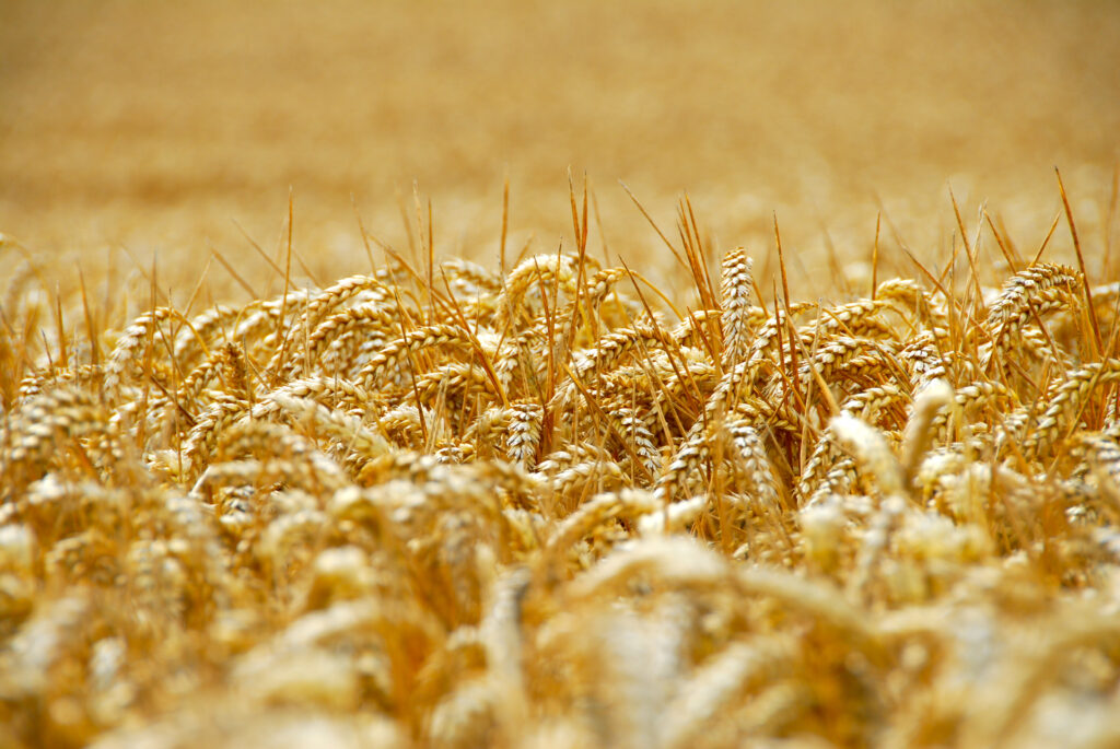 Golden wheat field close up ripe ears swaying in sunlight peaceful rural landscape background Wallpaper
