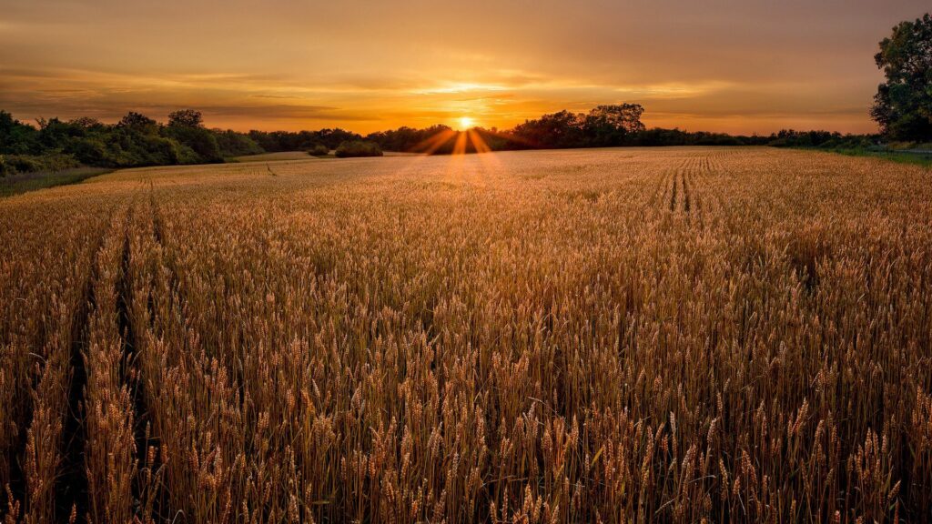 Golden wheat field at sunset with village treeline and warm amber evening sky wallpaper background