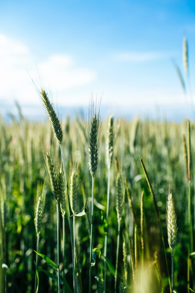 Serene golden wheat field swaying in green grass under bright blue sky natural rural landscape Wallpaper