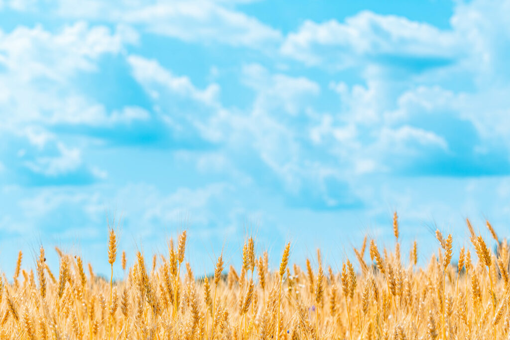 Golden wheat field with tall spikelets swaying beneath a bright blue sky with scattered clouds Wallpaper