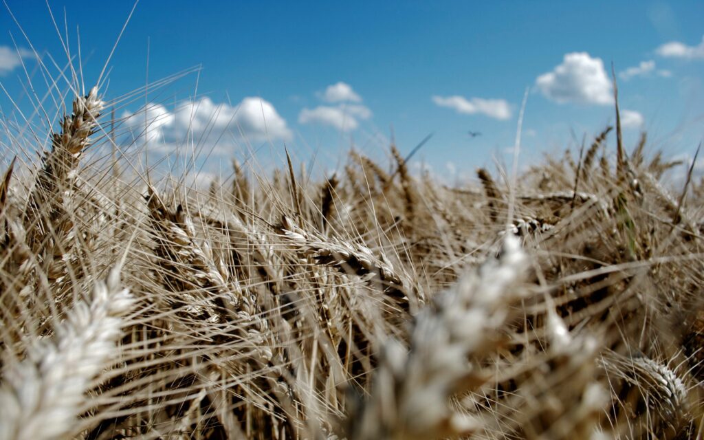Golden wheat field swaying under blue sky with soft clouds serene summer nature wallpaper background