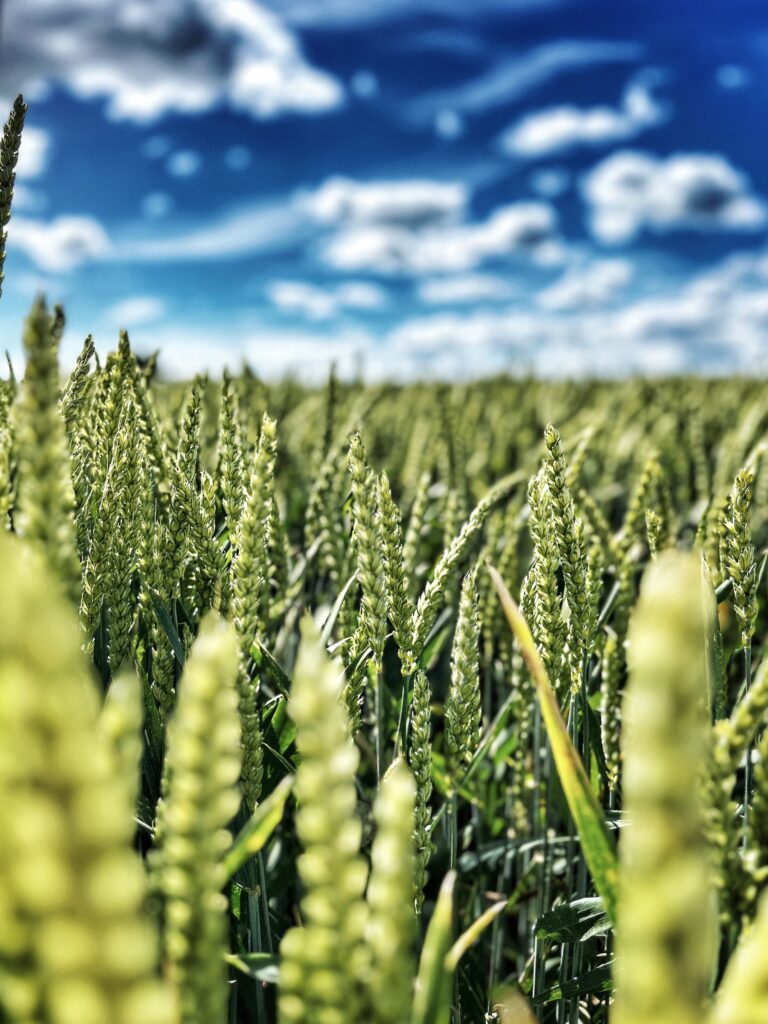 Golden wheat field under bright blue sky with fluffy clouds vibrant rural nature wallpaper
