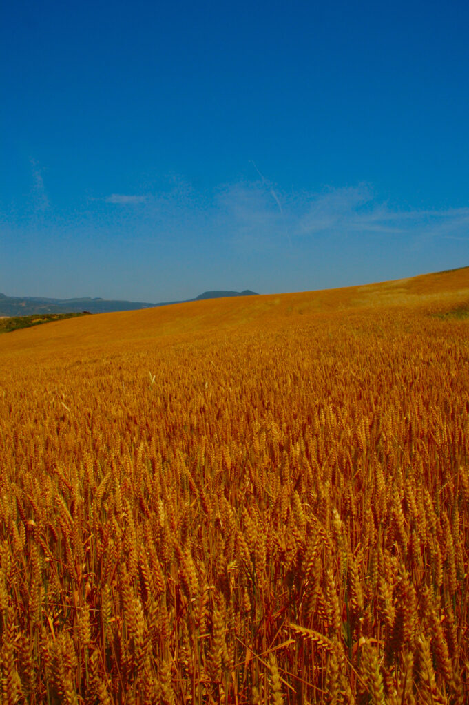 Golden wheat field under clear blue summer sky sunlight highlights ripe grain peaceful scene Wallpaper