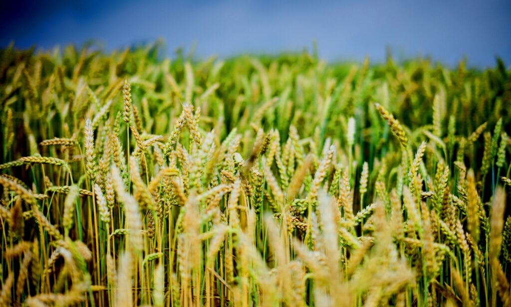 Golden wheat field under dramatic cloudy sky vibrant natural colors realistic wallpaper background