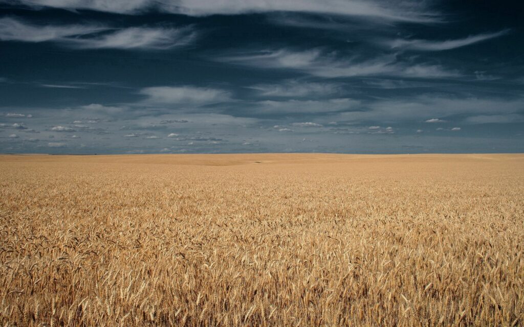 Golden wheat field under dramatic sky with wispy clouds serene natural landscape wallpaper background