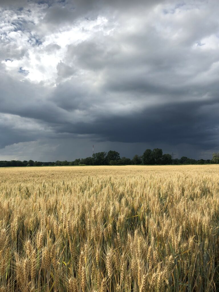 Golden wheat field with tall grain and green trees under dramatic stormy sky background wallpaper