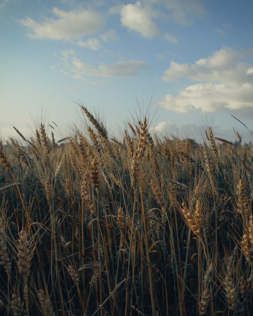 Golden wheat field swaying under a bright partly cloudy sky peaceful natural wallpaper background