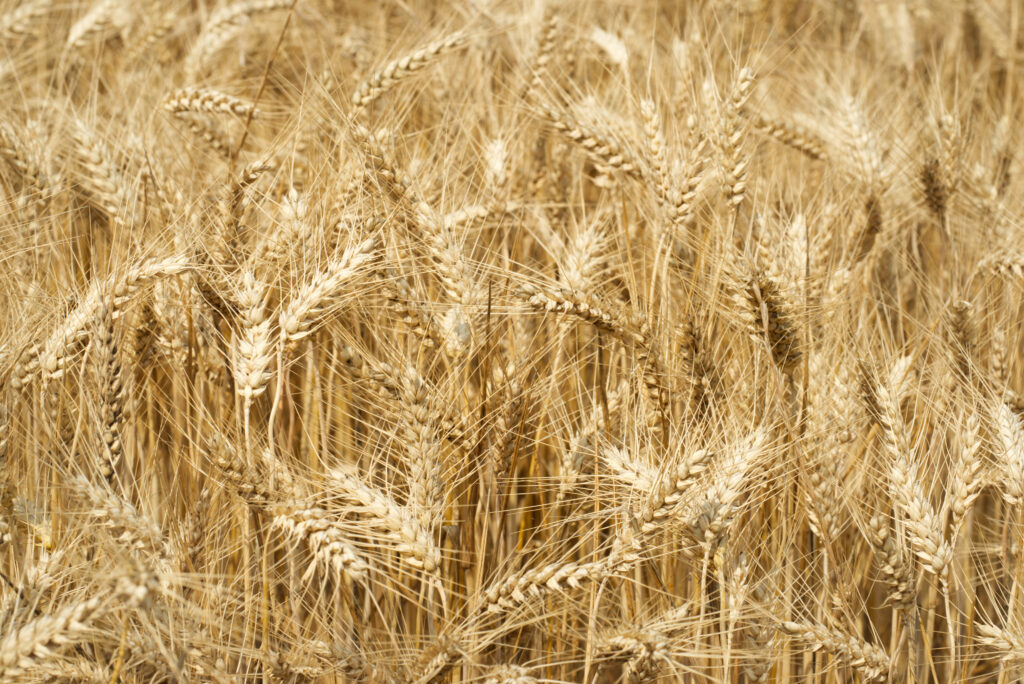 Golden wheat field bathed in sunlight with detailed ears swaying gently in warm earthy tones Wallpaper