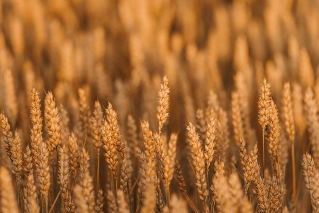 Serene Golden Wheat Field Wallpaper: Natural Beauty of Ripe Spikelets