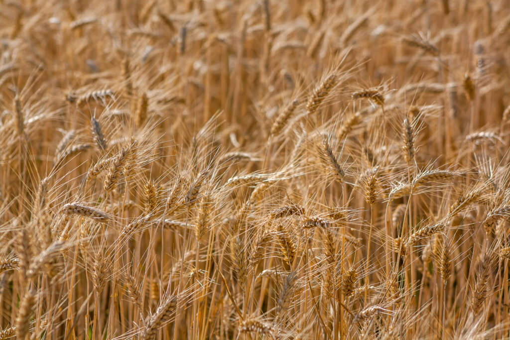Golden ears of wheat swaying in lush field warm earthy tones rural nature abundance wallpaper background