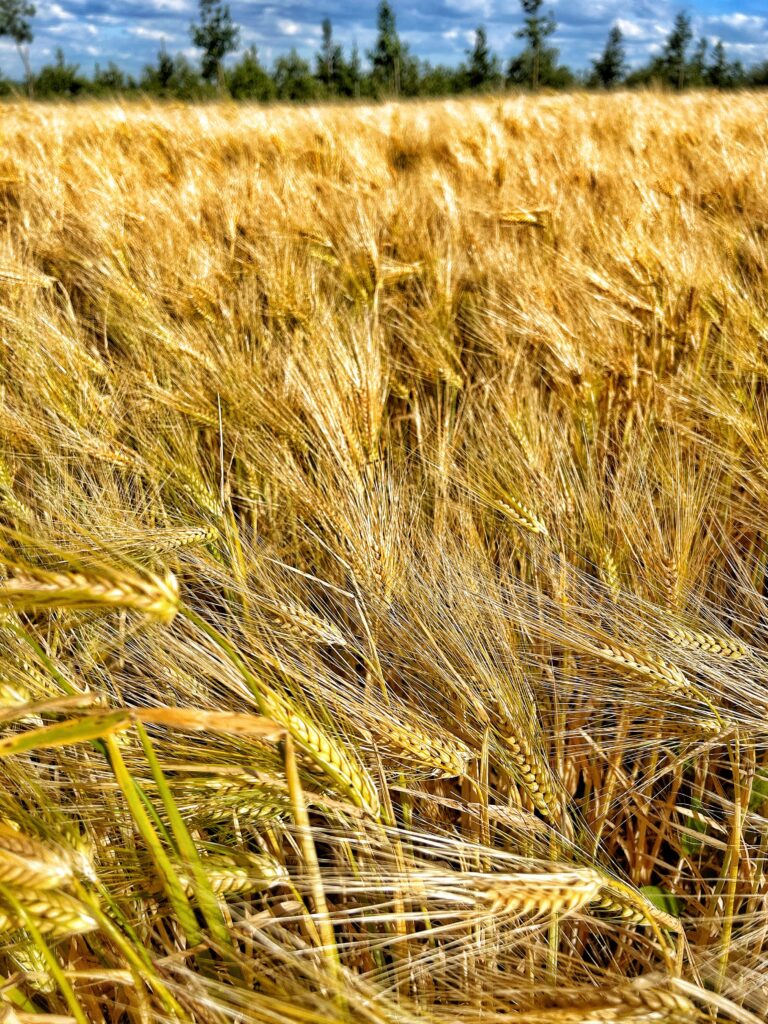 Golden wheat field swaying under bright blue sky with lush plants and distant trees wallpaper