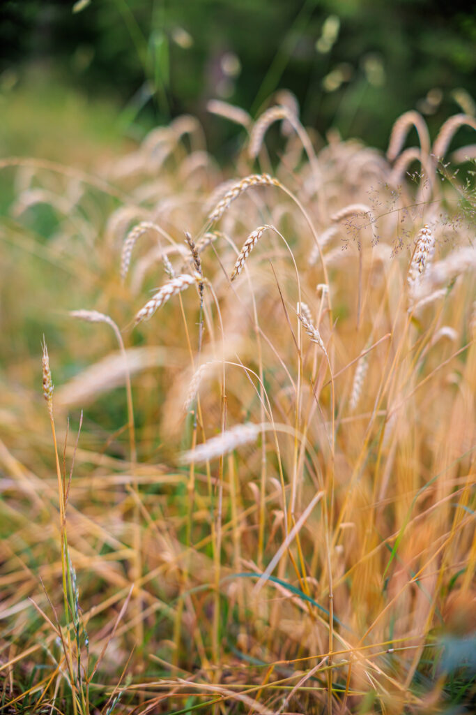 Golden wheat ears swaying in sunlit field with soft blur and lush green background wallpaper
