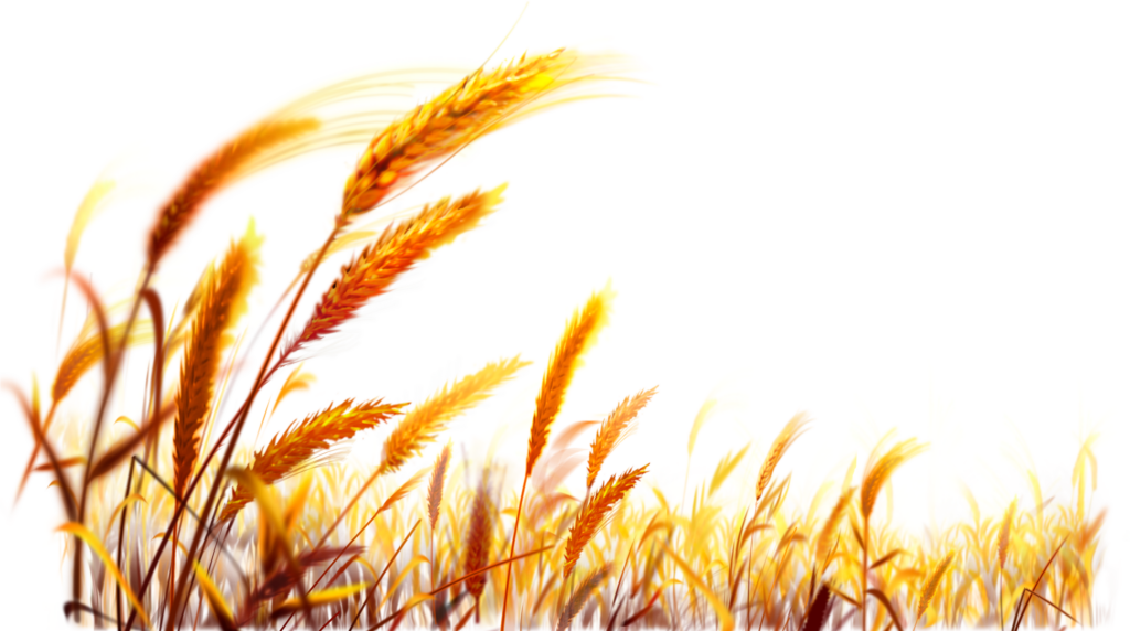 Vibrant Golden Wheat Field Wallpaper for a Serene Background