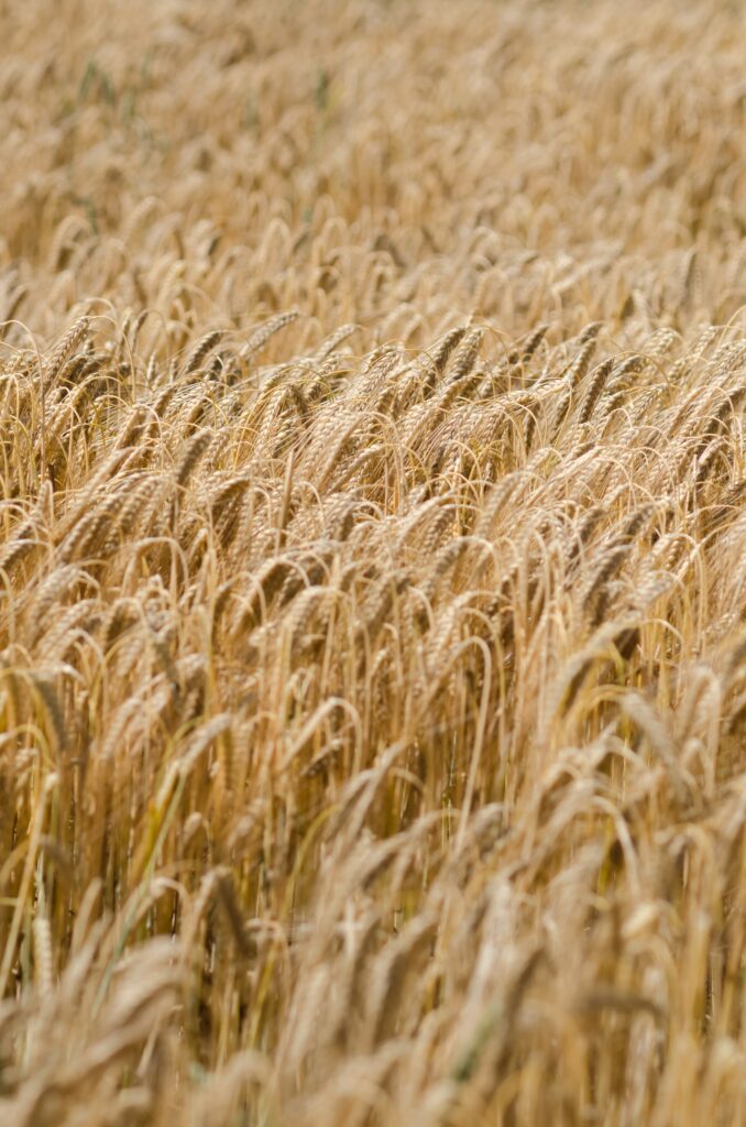 Golden wheat field swaying in sunlight rural landscape harvest season wallpaper background