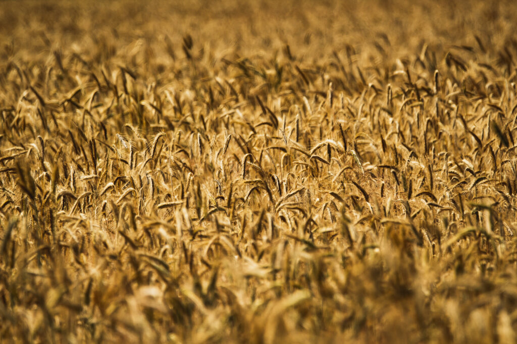 Golden wheat field with tall ripe ears swaying in sunlight rustic textured wallpaper background