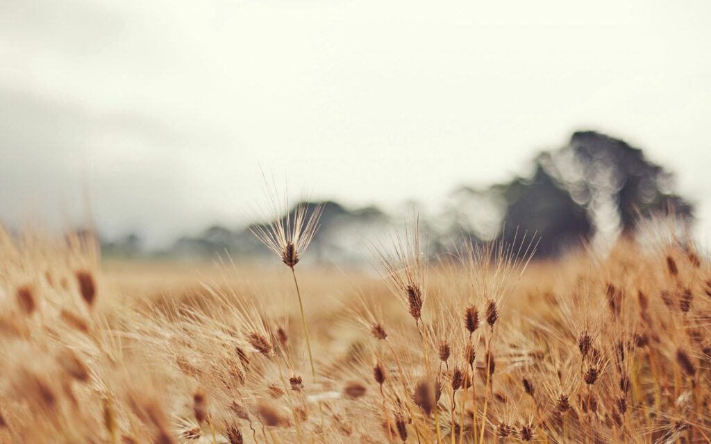 Golden wheat field swaying under cloudy sky with soft light and blurred trees background wallpaper