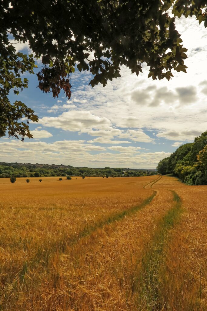 Sunlit golden wheat field with winding path and green trees under a partly cloudy sky Wallpaper