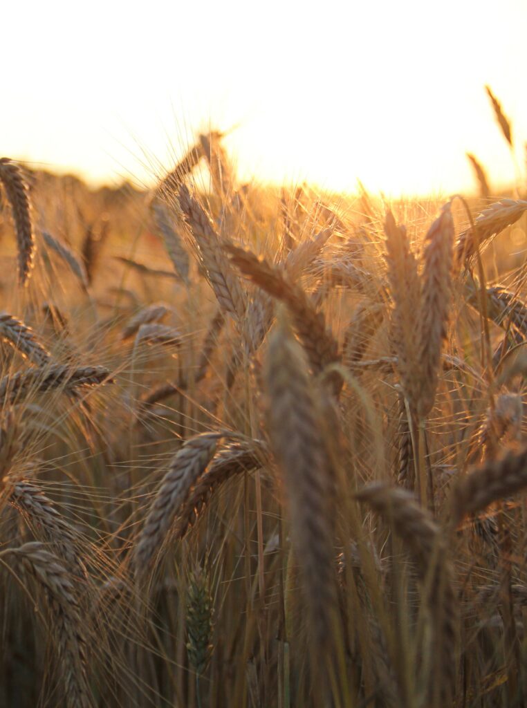 Golden wheat ears glowing in sunset light with sunbeams over peaceful rural countryside field Wallpaper