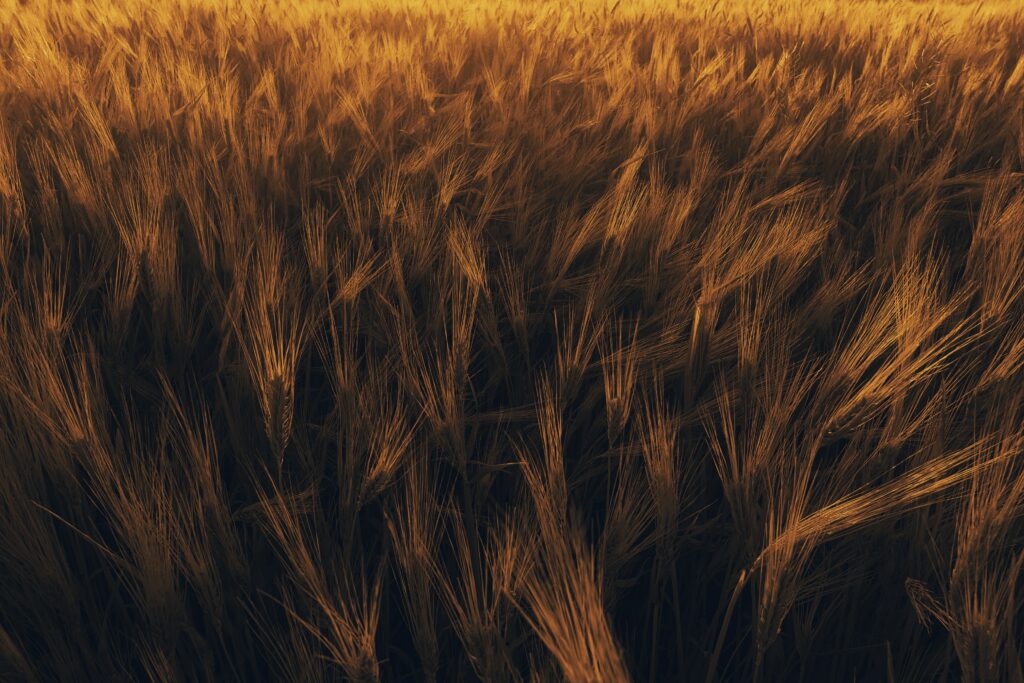 Golden wheat field at sunset with sunlit ears swaying in warm rural summer landscape background Wallpaper