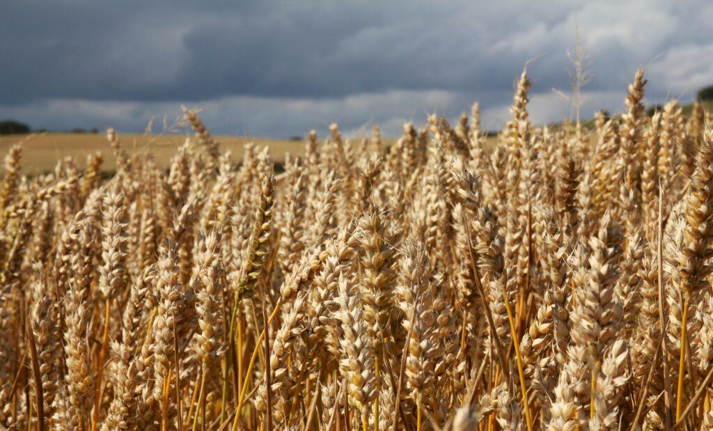 Golden wheat field in summer with tall ears under dramatic cloudy sky background wallpaper