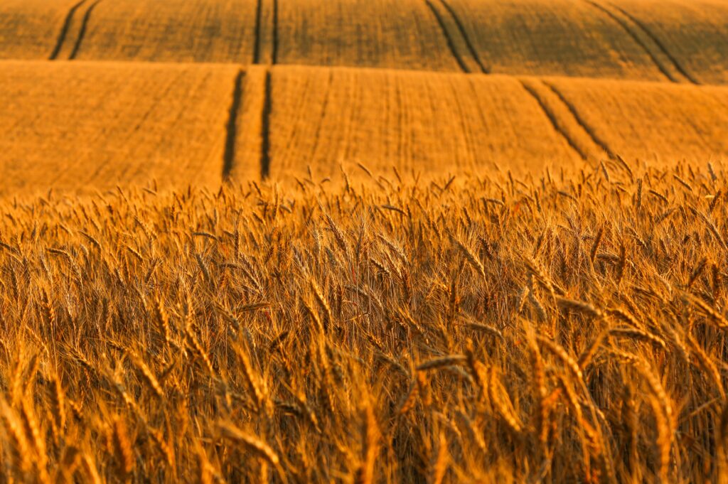 Golden wheat field under warm sunlight with textured grain rows leading to horizon background Wallpaper