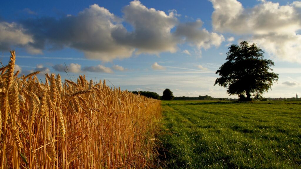 Golden wheat field under cloudy sky with lone tree on green grass vibrant countryside wallpaper