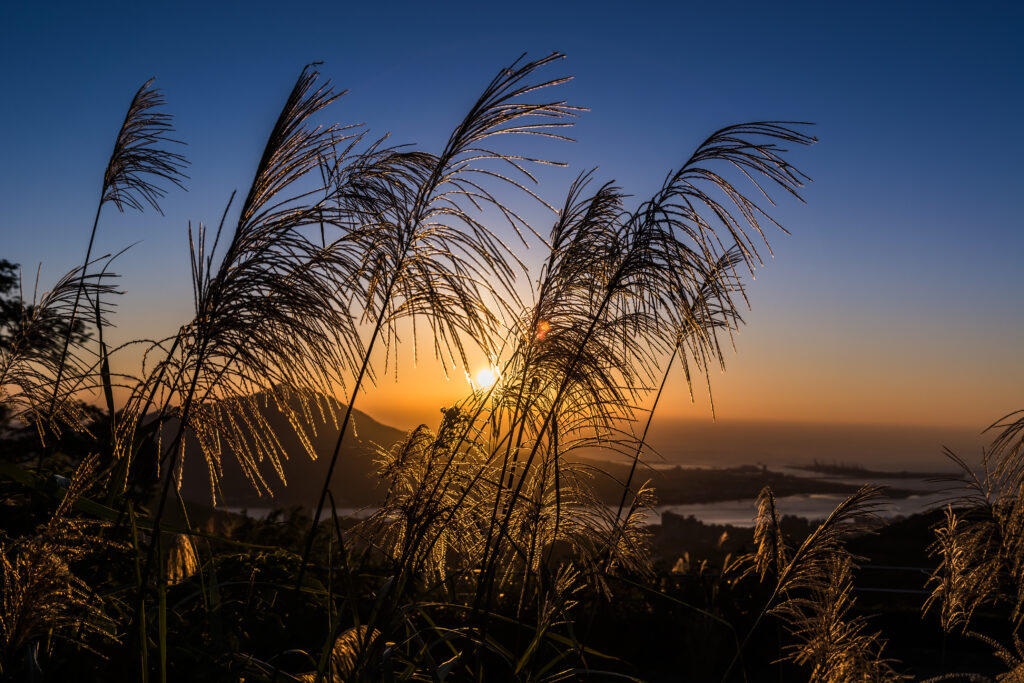 Golden ears of wheat and tall grasses silhouetted at sunset with warm amber sky background Wallpaper