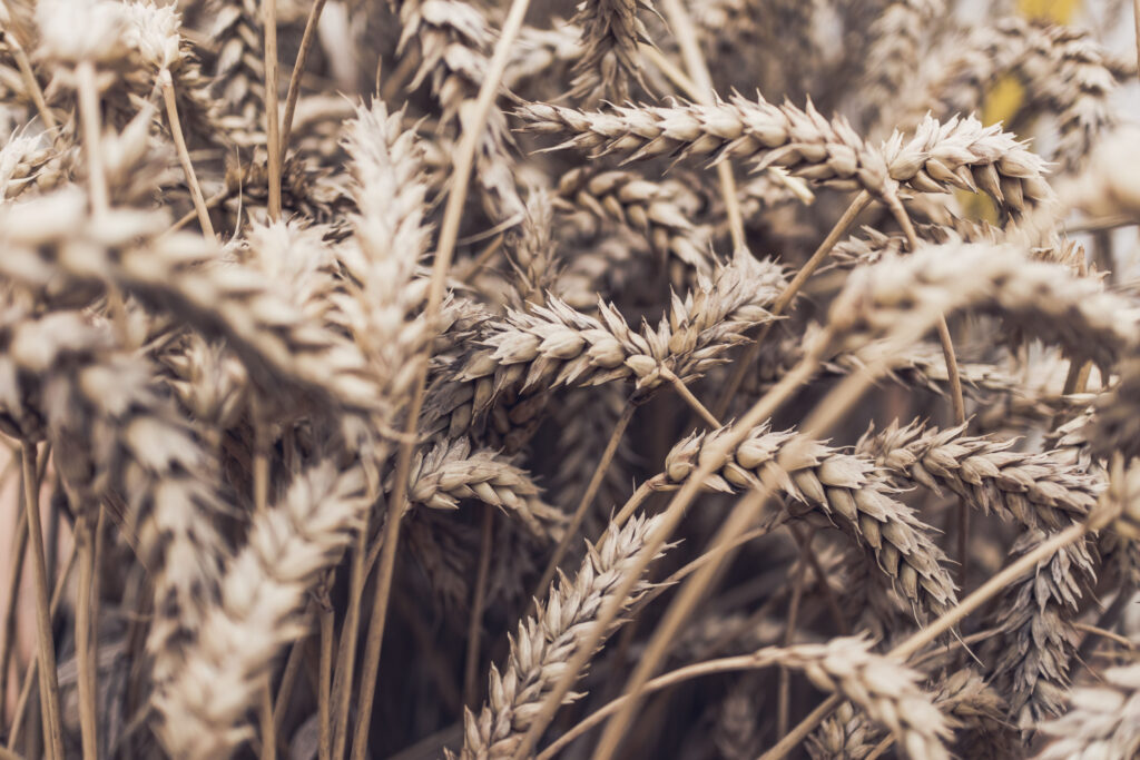 Close up of ripe golden wheat spikelets with detailed textures in warm natural light background Wallpaper