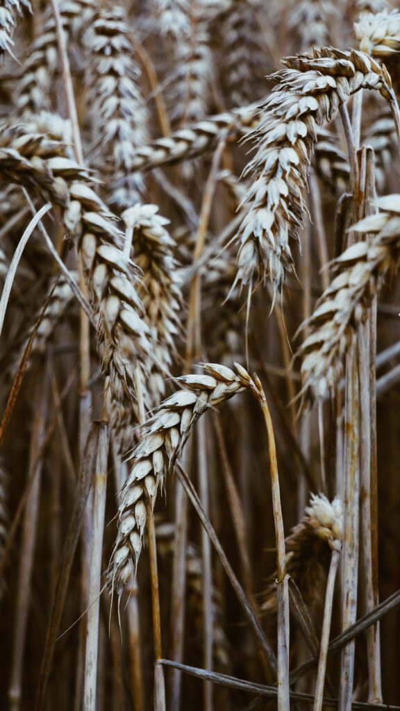Golden Wheat Spikelets Wallpaper: Dry Grainy Textures Background