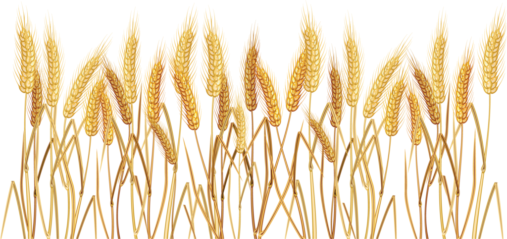 Golden Wheat Stalks PNG - Vibrant Nature Wallpaper Background