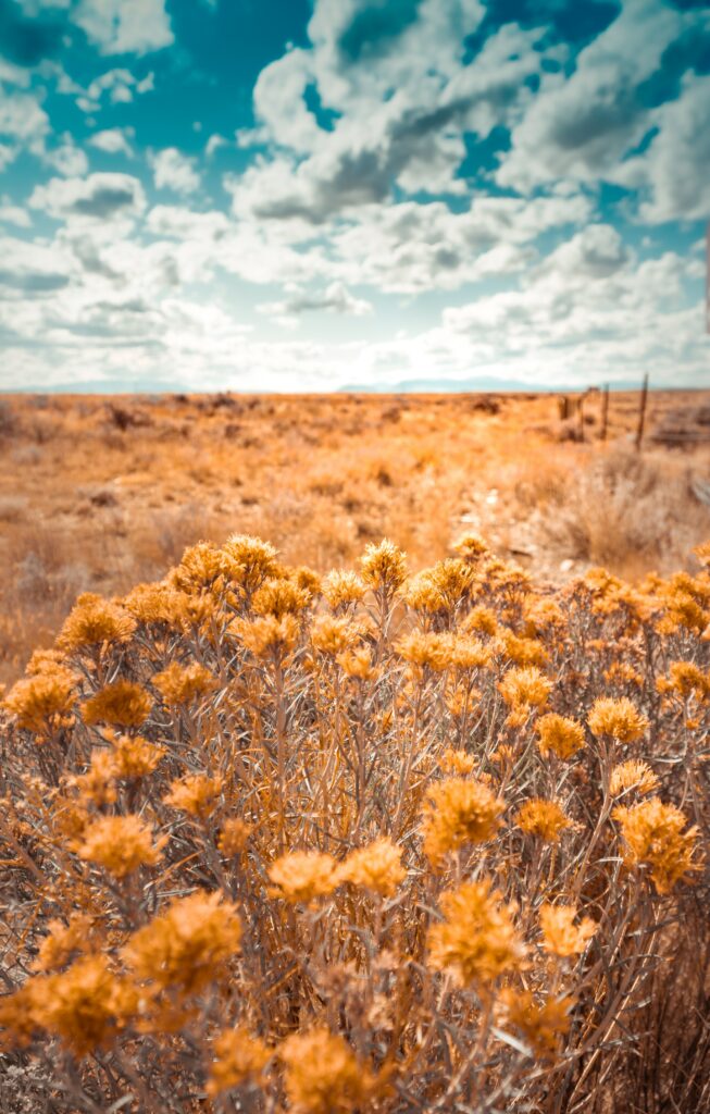 Wild dry plants and grass in open field under textured clouds with golden tones and blue sky Wallpaper