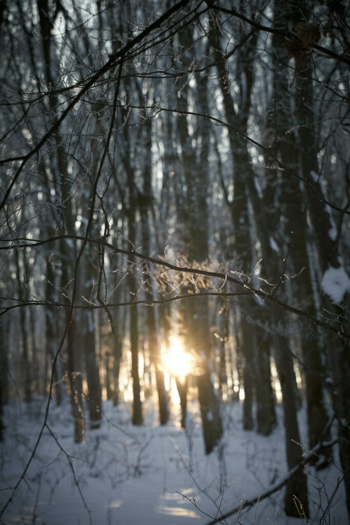 Sunlight filters through leafless trees over a snowy winter forest casting a golden glow Wallpaper