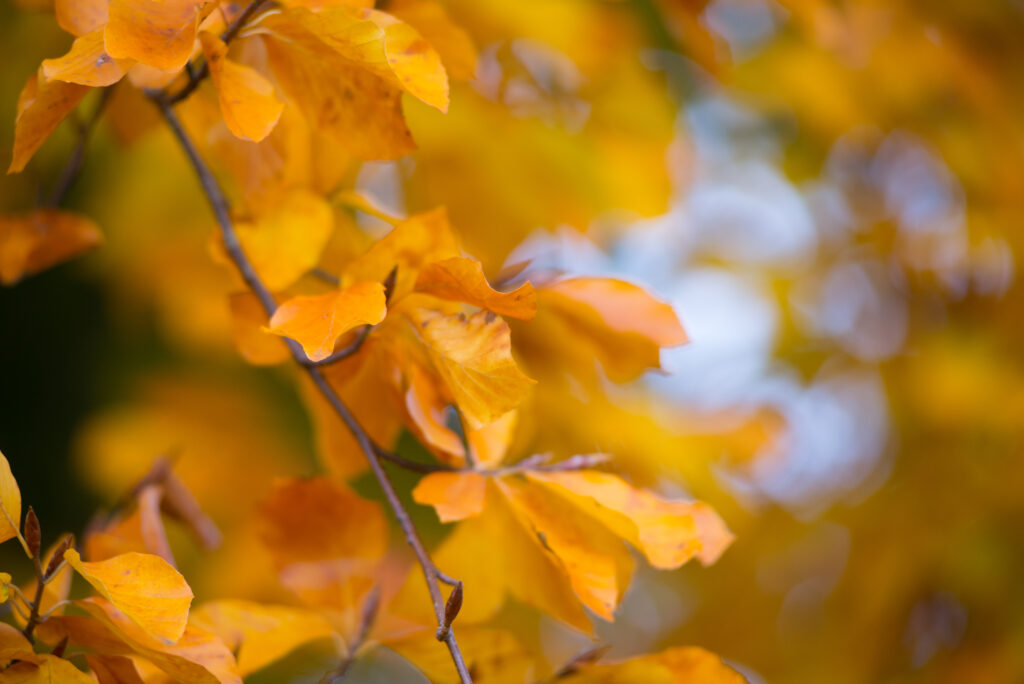 Golden yellow autumn leaves on branch warm vibrant fall nature wallpaper background